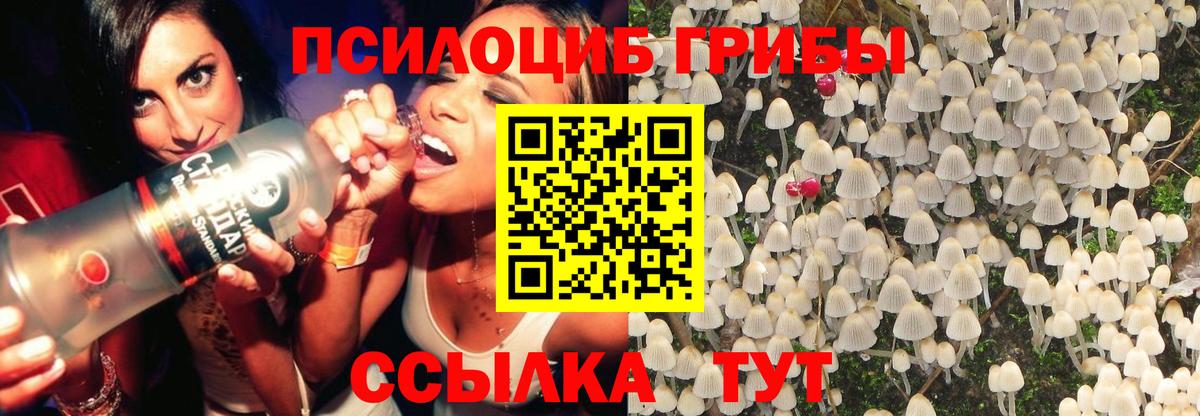 Галлюциногенные грибы Psilocybine cubensis Энгельс